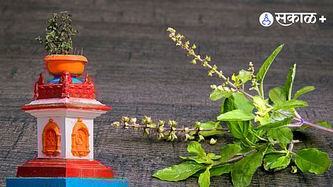 दारात तुळस असणं, अनेक भारतीय घरांत दिसतं.