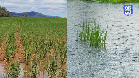 Unseasonal Rains Cause