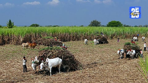 sugarcane cutting begu
