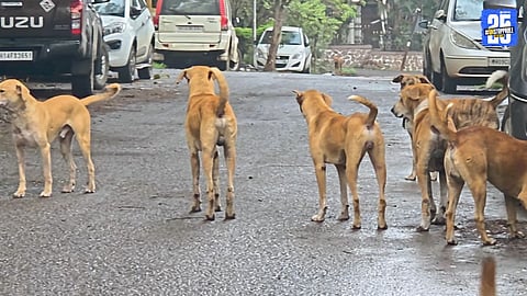 Dog menace rising daily at Talegaon