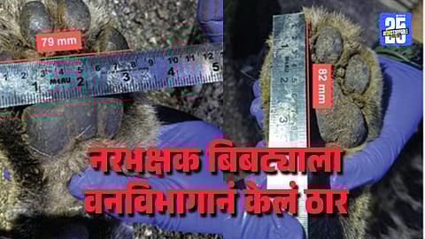 Pune Leopard That Claimed Three Lives Shot Dead by Sharpshooter