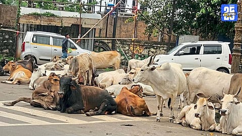 Stray Cattle Create Traffic Chaos in Pimpri