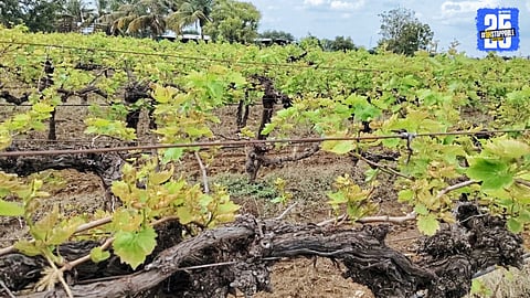 Fruit orchards in Maharashtra severely affected by ‘Two-Four-D’ chemical drift; grape growers demand immediate statewide ban.