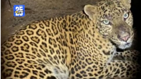 Forest officials at the leopard trap site in Kachalwadi; villagers report two leopards trying to free the caged one.