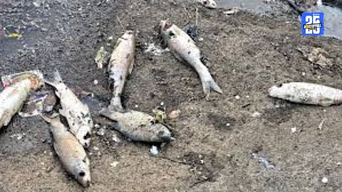 Fish dead in Dudhganga