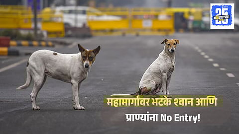 Stray Dogs Banned On Highway