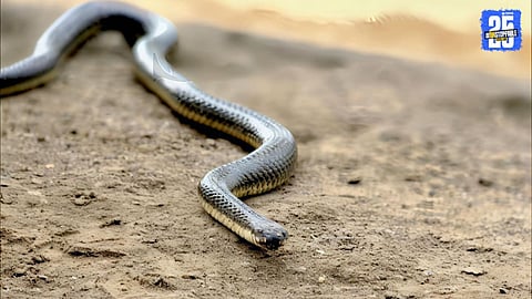 Raigad sees rare marsh snake sighting