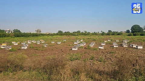 Farmers turn to beehives as natural bees decline