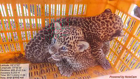 उदापूरला उसाच्या शेतात दोन बछडे