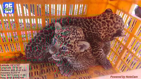 Leopard cubs found in Udapur sugarcane field during harvesting; forest officials rescue the cubs safely.