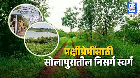 Solapur Bird Watching