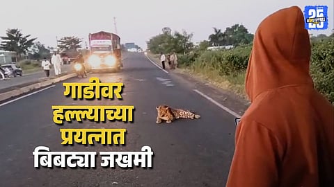 Viral Video Leopard Jumps on Moving Car in Pune Injured and Seen Sitting on Road