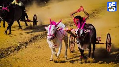 Scene from Borgao where a tragic accident occurred during the Shrinath Kesari bullock cart race; police have begun investigation.