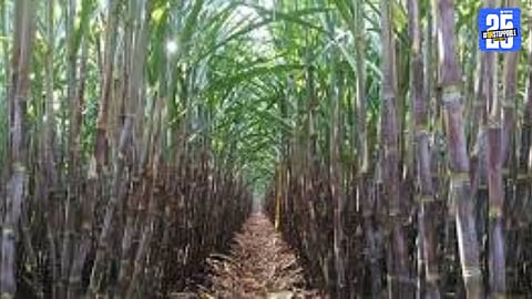 Waterlogged sugarcane fields in rural Maharashtra — harvesting delayed as workers demand additional pay.