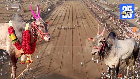 Lakhan, the powerful bull crowned Double Hind Kesari, celebrates victory at the Sangli state-level bullock cart race, continuing his unbeatable legacy.