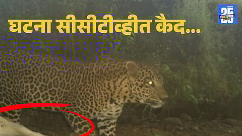 Kolhapur Leopard Kills Bull