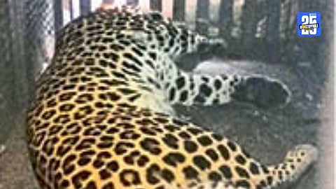 capture the leopard