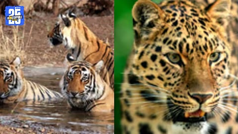 Nagpur’s 24 tigers and 30 leopards still await transfer approval; CZA delay stalls relocation plan.