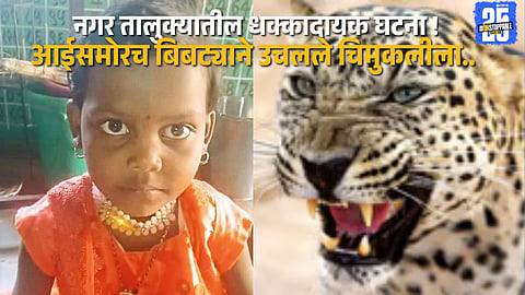 Forest officials and villagers searching through the night after a leopard snatched toddler Riyancka in front of her mother in Ahmednagar taluka.