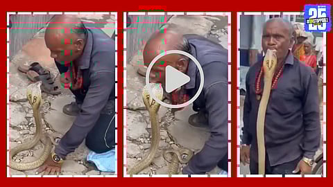 A viral video shows a man fearlessly kissing a live cobra snake, leaving viewers stunned and authorities alarmed.