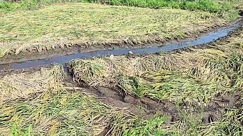 धसई परिसरात मोकाट जनावरांचा उच्छाद