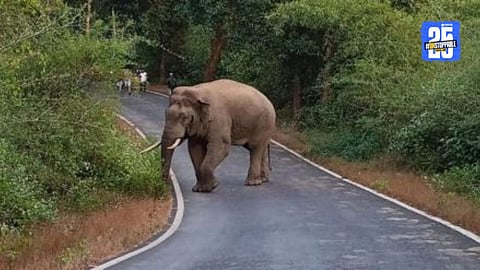 Omkar elephants migrate to Vantar
