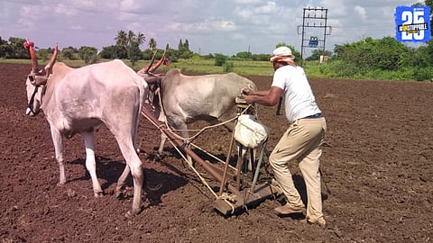 Low Jowar Sowing in Mohol Taluka Amid Heavy Rains and Floods