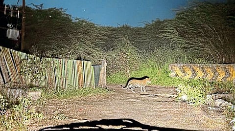 शेवाळेवाडी, मांजरी परिसरात बिबट्याचे दर्शन