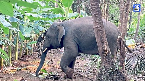 Rising Elephant Menace