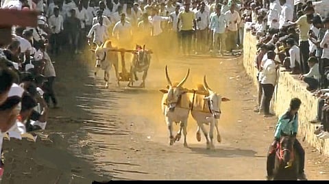 खडकीतील मुक्तादेवी यात्रेत धावले ७६० बैलगाडे