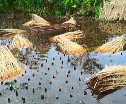 भातखरेदीसाठी शेतकऱ्यांना टोकन वाटप