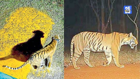 Chanda Tigress Relocation