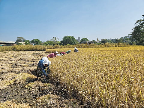 मावळात भातकापणी व झोडपणीची लगबग थंडीच्या लाटेत शेतीकामाला वेग, दिलासादायक उत्पादनामुळे शेतकऱ्यांच्या चेहऱ्यावर समाधान