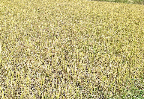 ‘झिनी’ भाताचं वान नामशेष होण्याच्या मार्गावर?