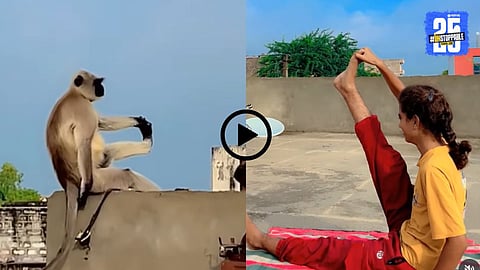 A monkey sits on a rooftop wall and perfectly imitates a woman’s yoga poses, creating a cute and viral moment on social media.