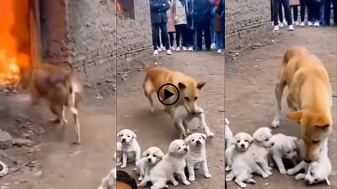 dog viral video