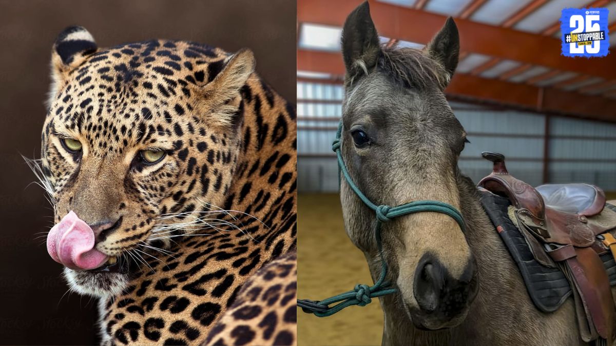 Horse killed in a midnight leopard attack in Pargaon, Daund.