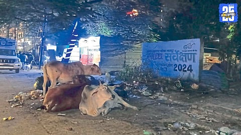 Walls Built for Swachh Bharat Ironically Surrounded by Garbage