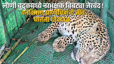 Forest officials and animal activists after safely capturing the leopard in Loni Budruk; another leopard was seen roaming around the cage.