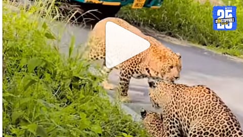 Leopard Sex Video