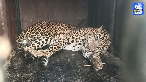 Leopard Trapped at Satcha Moda in Pimpalgaon Ghode
