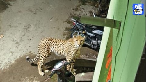 Leopard Movement Detected in Shirgaon Village