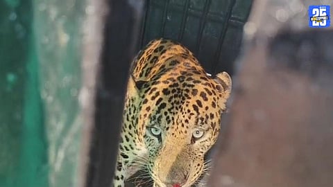 Leopard Trapped in Cage at Gavarewadi