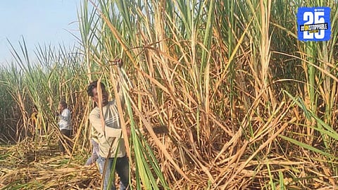 Inquiry Into Sugarcane Theft Claims