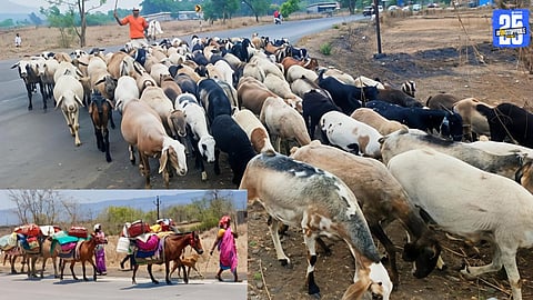 Seasonal Migration Begins as Shepherds Reach Raigad