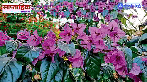 Jeanne Baret: First Woman Circumnavigator