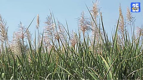 Sugarcane Flowering Causes