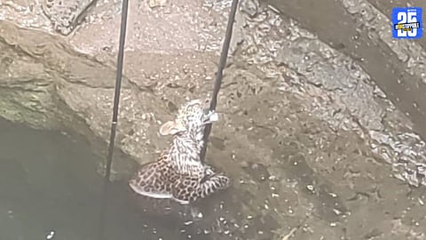 Forest officials rescue a three-to-four-month-old leopard cub trapped inside a farm well in Bharadi