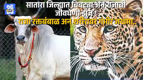 Satara: Injured bull ‘Raja’ lies bloodied after bravely fighting off a leopard in Pilaṇī village.