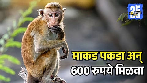Catch Monkey and Get 600 Rupees